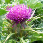 The Health Benefits of Milk Thistle
