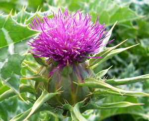 The Benefits of Milk Thistle