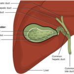 Gallbladder Problems? Signs and Symptoms