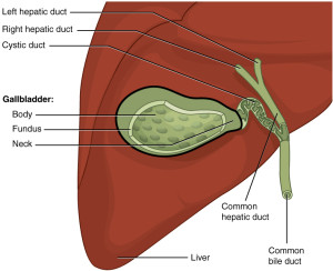 Gallbladder