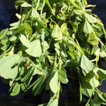 List of Fenugreek Benefits and Side Effects