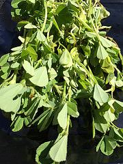 Fenugreek photo