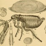 Utilizing Eucalyptus Oil for Fleas